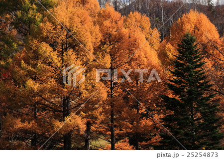 紅葉のカラマツ林の写真素材 25254873 Pixta