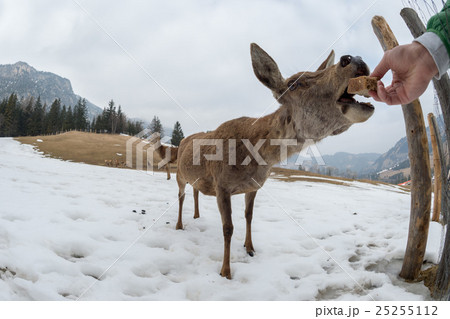 female deer portrait while looking at you 25255112