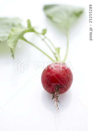 ハツカダイコン 25255289