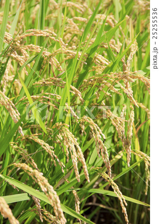 たわわに実った稲穂の写真素材
