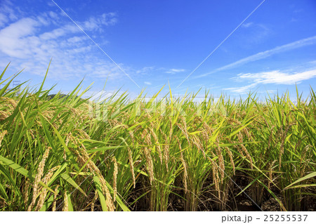 たわわに実った稲穂と青空 たわわに実った稲穂と青空 25255537