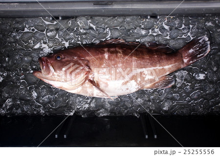 釣果　アコウ 25255556