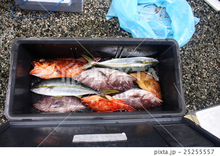 釣果 ヒラマサ、アコウ他 釣果 ヒラマサ、アコウ他 25255557