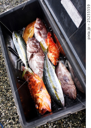 釣果　ヒラマサ、アコウ他 25255559