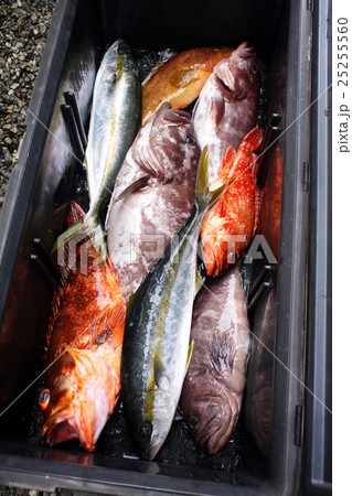 釣果 ヒラマサ、アコウ他 釣果 ヒラマサ、アコウ他 25255560
