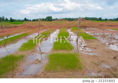 Young green rice plant, selective focus on field Young green rice plant, selective focus on field 25255893