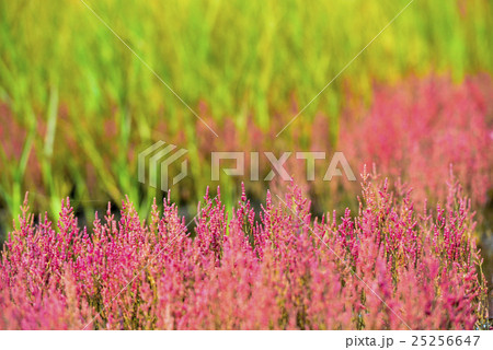 サンゴ草（能取湖） 25256647