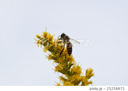 ミツバチと背高アワダチソウの花 25256671