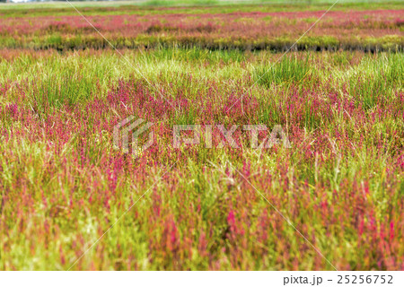 サンゴ草（サロマ湖） 25256752