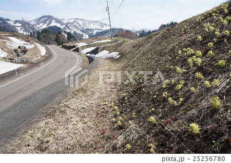 早春の上越市　新潟県 25256780