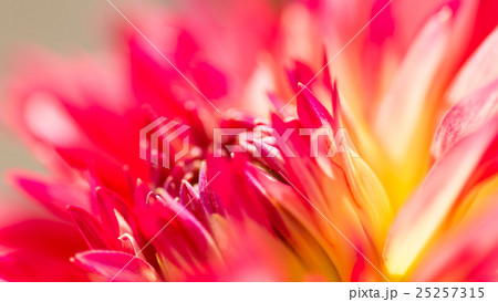 ダリア 25257315