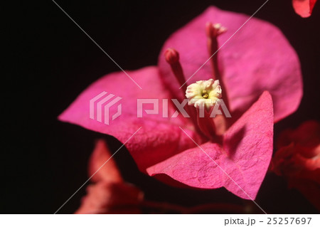 Macro on white floret of red bougainvillea flower 25257697