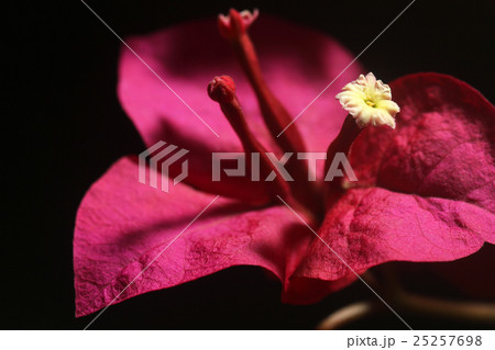 Macro on white floret of red bougainvillea flower 25257698