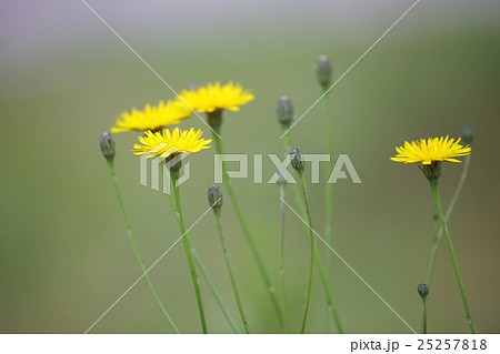 黄色い花 25257818