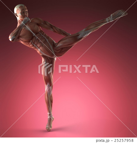 Human Muscle Anatomy 25257958