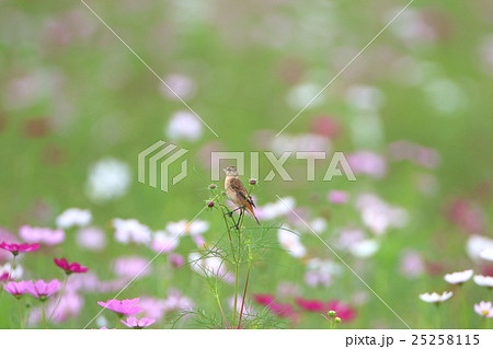 ノビタキとコスモス 25258115