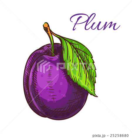 Ripe purple plum fruit with leaf sketch 25258680