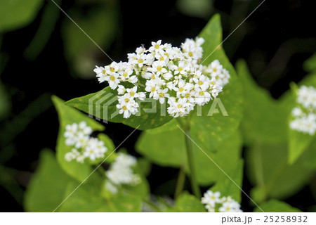 そばの花公園 ソバの花 そばの花公園 ソバの花 25258932