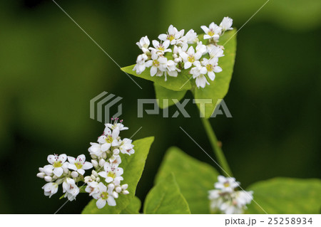 そばの花公園 ソバの花 そばの花公園 ソバの花 25258934