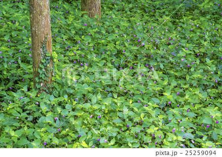 ハガクレツリフネ ハガクレツリフネ 25259094