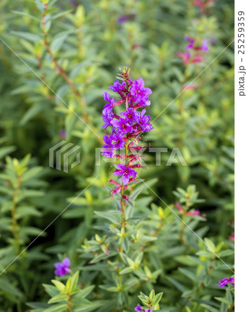 ミソハギ 25259359