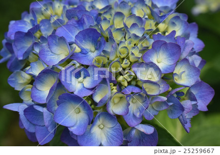 青いアジサイの花 25259667