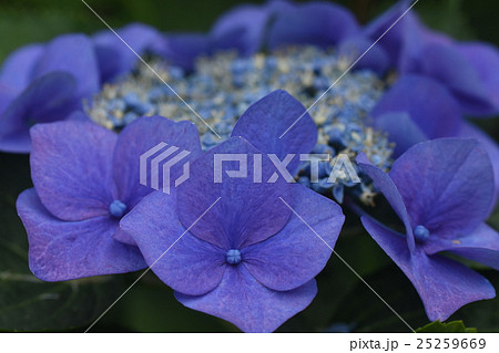 青いアジサイの花 25259669