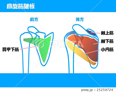 回旋筋腱板 回旋筋腱板 25259724