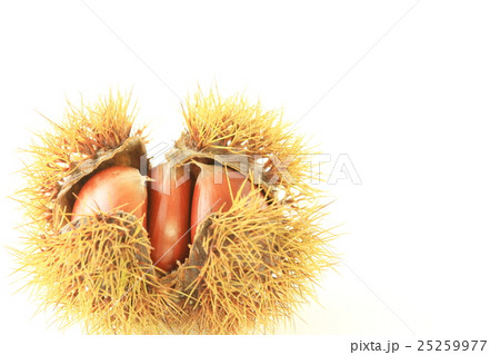 毬栗 25259977