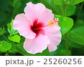 ハイビスカス 25260256
