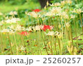 紅白の彼岸花 25260257