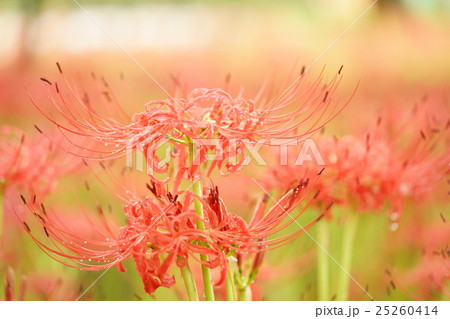 巾着田・曼珠沙華 巾着田・曼珠沙華 25260414