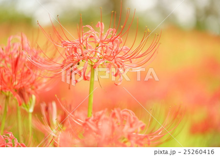 幸手権現堂堤・曼珠沙華祭り 25260416