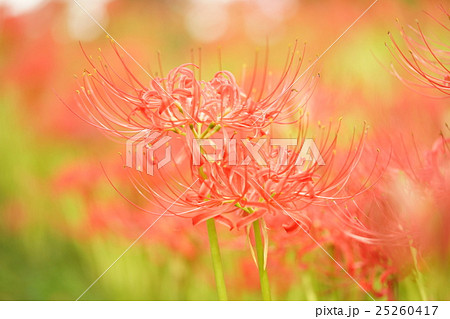 幸手権現堂堤・曼珠沙華祭り 25260417