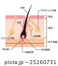 毛根　汗腺　仕組み 25260731
