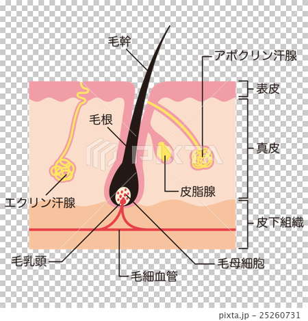 圖庫插圖: 頭髮汗腺機制