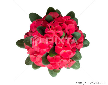 Red crown of throns flowers, Euphorbia milli 25261206