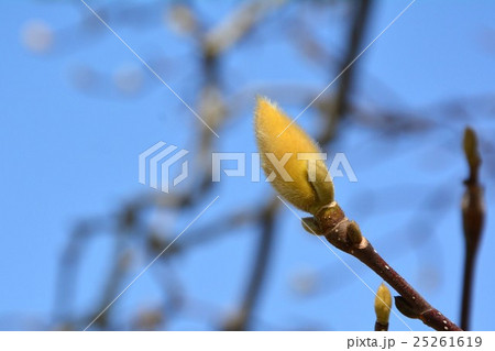 白木蓮つぼみ 白木蓮つぼみ 25261619