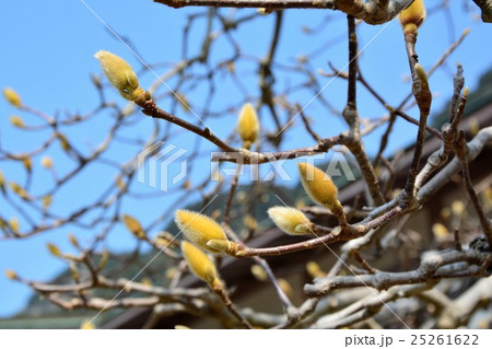 白木蓮つぼみ 白木蓮つぼみ 25261622