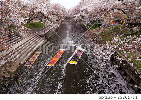 4月 岩倉の五条川 のんぼり洗い 春の風物詩の写真素材