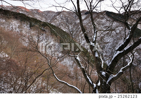 初冬の森に積もる雪 25262123