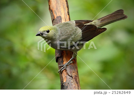 Palm Tanager, Thraupis palmarum, bird in the green 25262649