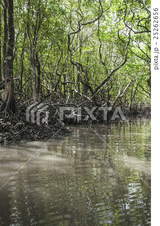 Mangrove tree at Havelock island, India Mangrove tree at Havelock island, India 25262656