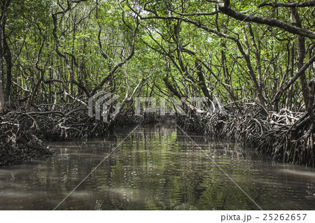 Mangrove tree at Havelock island, India 25262657
