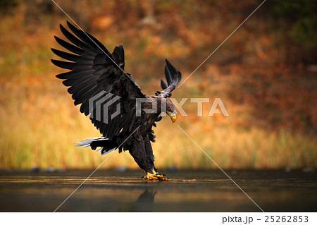 White-tailed Eagle, Haliaeetus albicilla 25262853