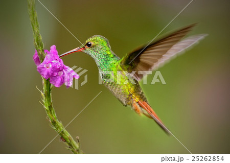 Hummingbird Rufous-tailed Hummingbird 25262854