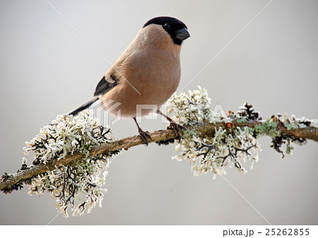 Bullfinch, Pyrrhula pyrrhula, sitting  25262855
