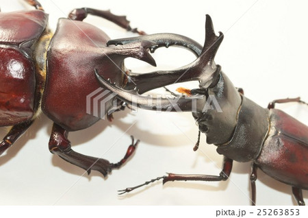 国産カブトムシ対国産ノコギリクワガタの戦い 白背景 国産カブトムシ対国産ノコギリクワガタの戦い 白背景 25263853