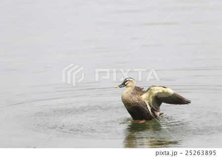 羽ばたくカルガモ 25263895