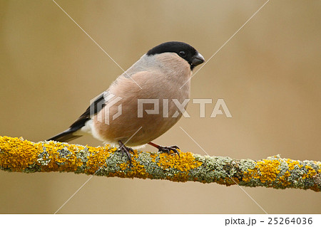 Bullfinch, Pyrrhula pyrrhula, sitting on lichen Bullfinch, Pyrrhula pyrrhula, sitting on lichen 25264036